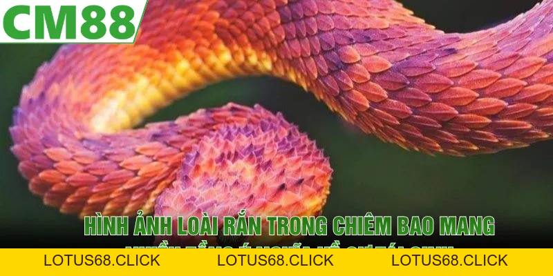 Mơ Thấy Rắn | Ý Nghĩa Ẩn Giấu Phía Sau Giấc Chiêm Bao - Lotus68