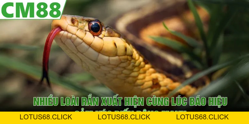 Mơ Thấy Rắn | Ý Nghĩa Ẩn Giấu Phía Sau Giấc Chiêm Bao - Lotus68